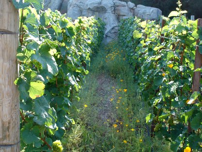 GoldenVineWinery